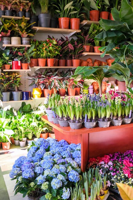 The image displays a vibrant floral shop with an array of potted plants and flowers arranged on shelves and tables. In the foreground, there are clusters of blue hydrangeas with lush green leaves, com