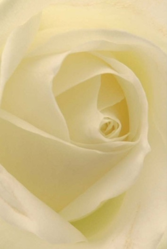 Seen through the eyes of a Paddington florist, this classic white rose close-up radiates tranquility and refined sophistication. Its petals, layered with effortless grace, fade from cool cream at the centre to softer whites at the edge, capturing the way local light filters softly through a Sussex Gardens window. The nearly translucent edges of each petal catch the glow, implying an inner radiance and warmth at the heart of the bloom. Its spiral centre stands as a symbol of purity and resilience, ideal for expressing heartfelt apologies, enduring romance, or serving as an understated wedding centerpiece delivered fresh across Paddington and Bayswater. Gentle shadows between layers enhance the visual depth, while the hints of cool fragrance conjure a sense of peace and clarity-just like a tranquil morning stroll along Regent's Canal. This exquisite white rose, crafted by skilled hands near Praed Street, is a gentle reminder that every emotion is worthy of honest, artful expression.